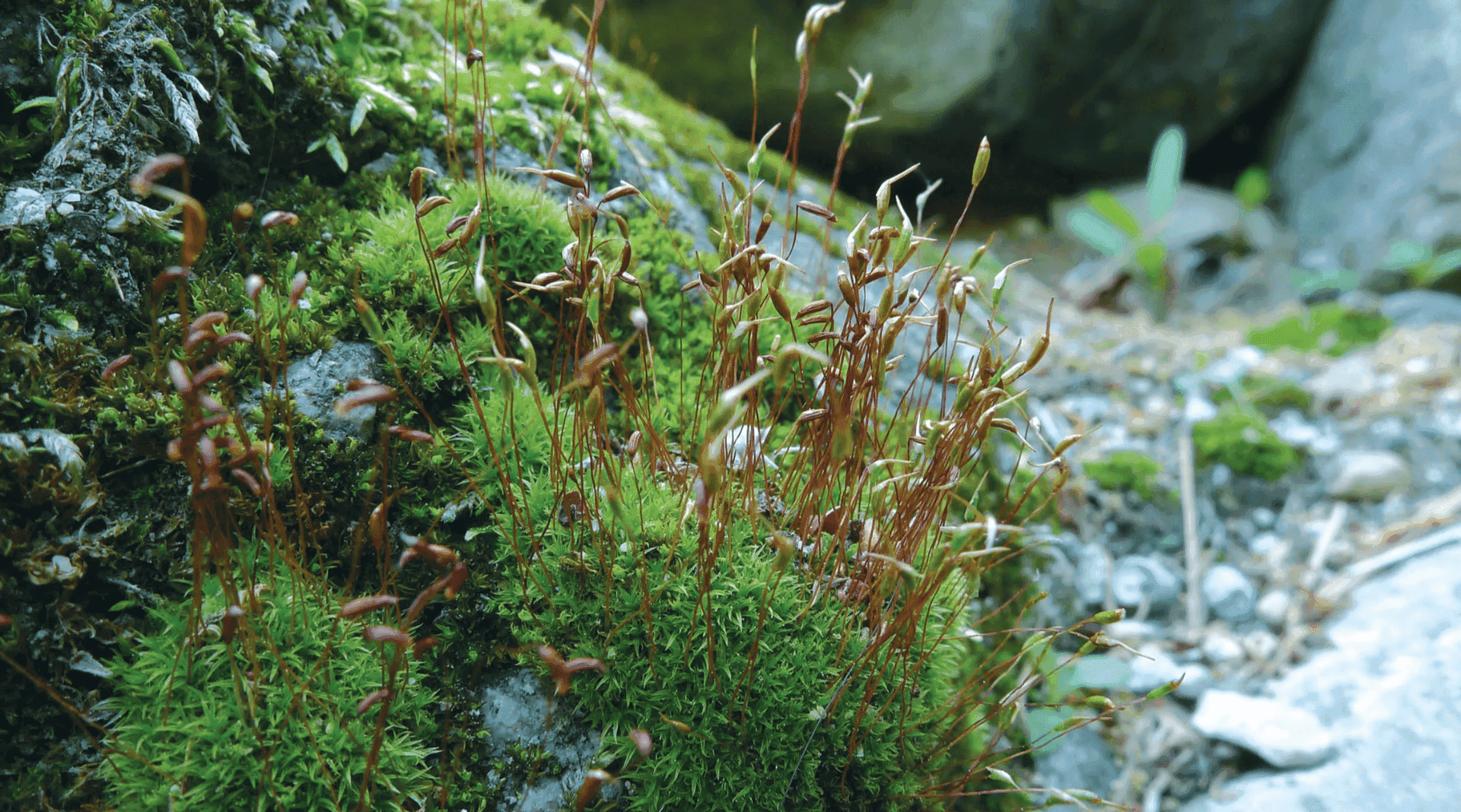 사진 출처 : 국립생물자원관_한반도의 생물다양성 [지붕빨간이끼]
